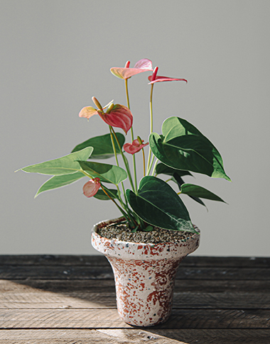 상품 섬네일 상품 섬네일